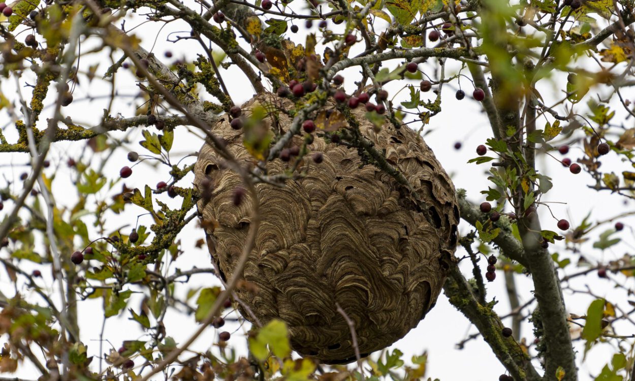 Hornissennest