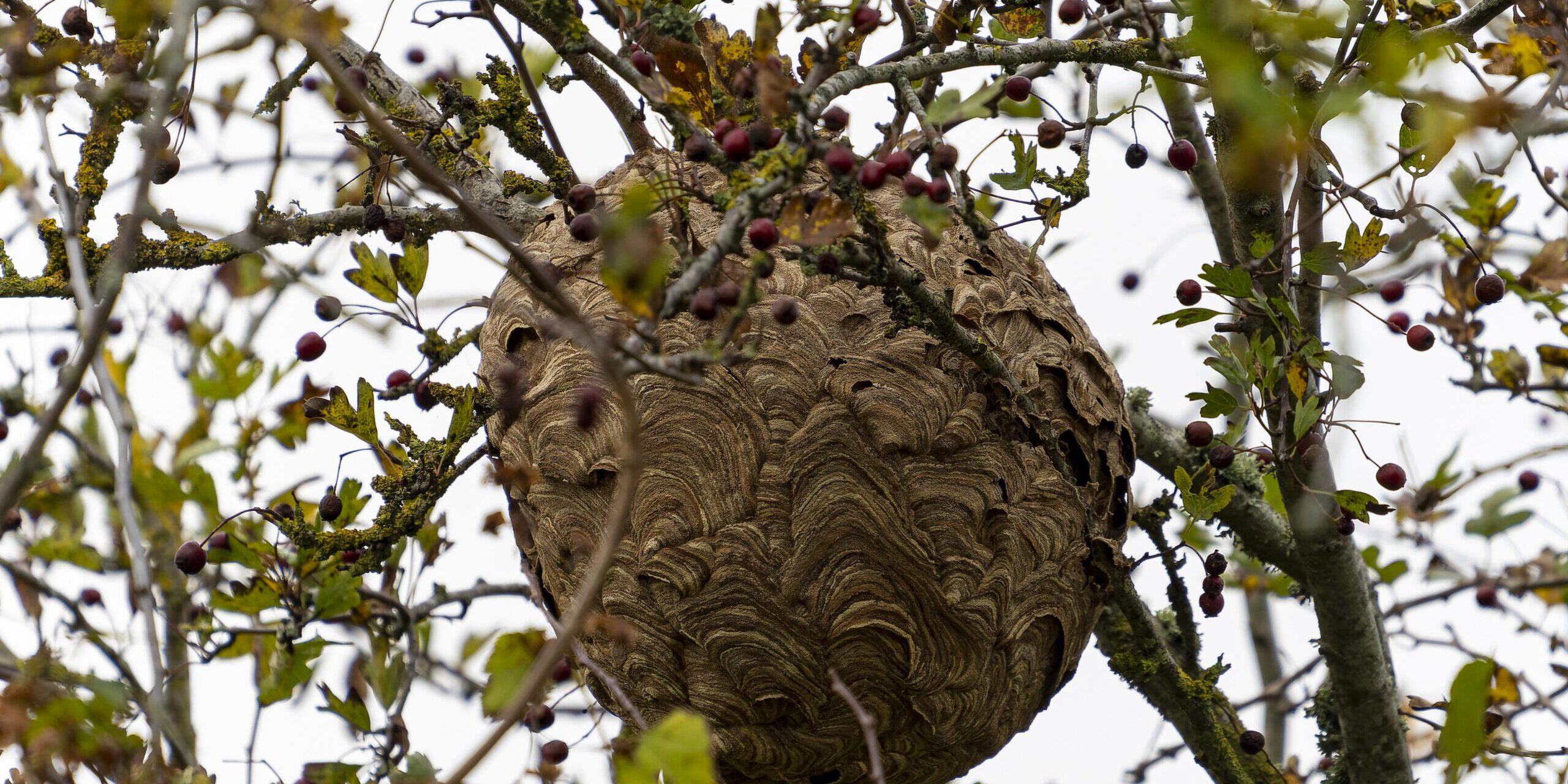 Hornissennest