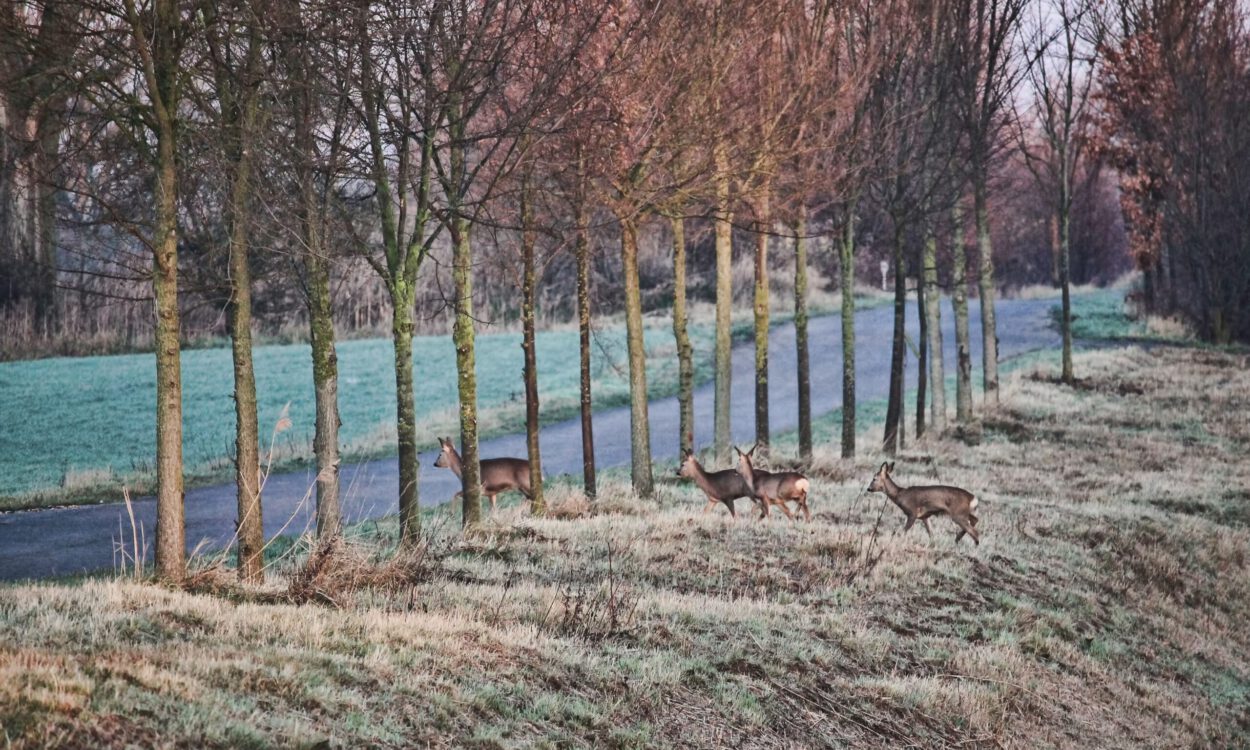 Wild überquert Straße