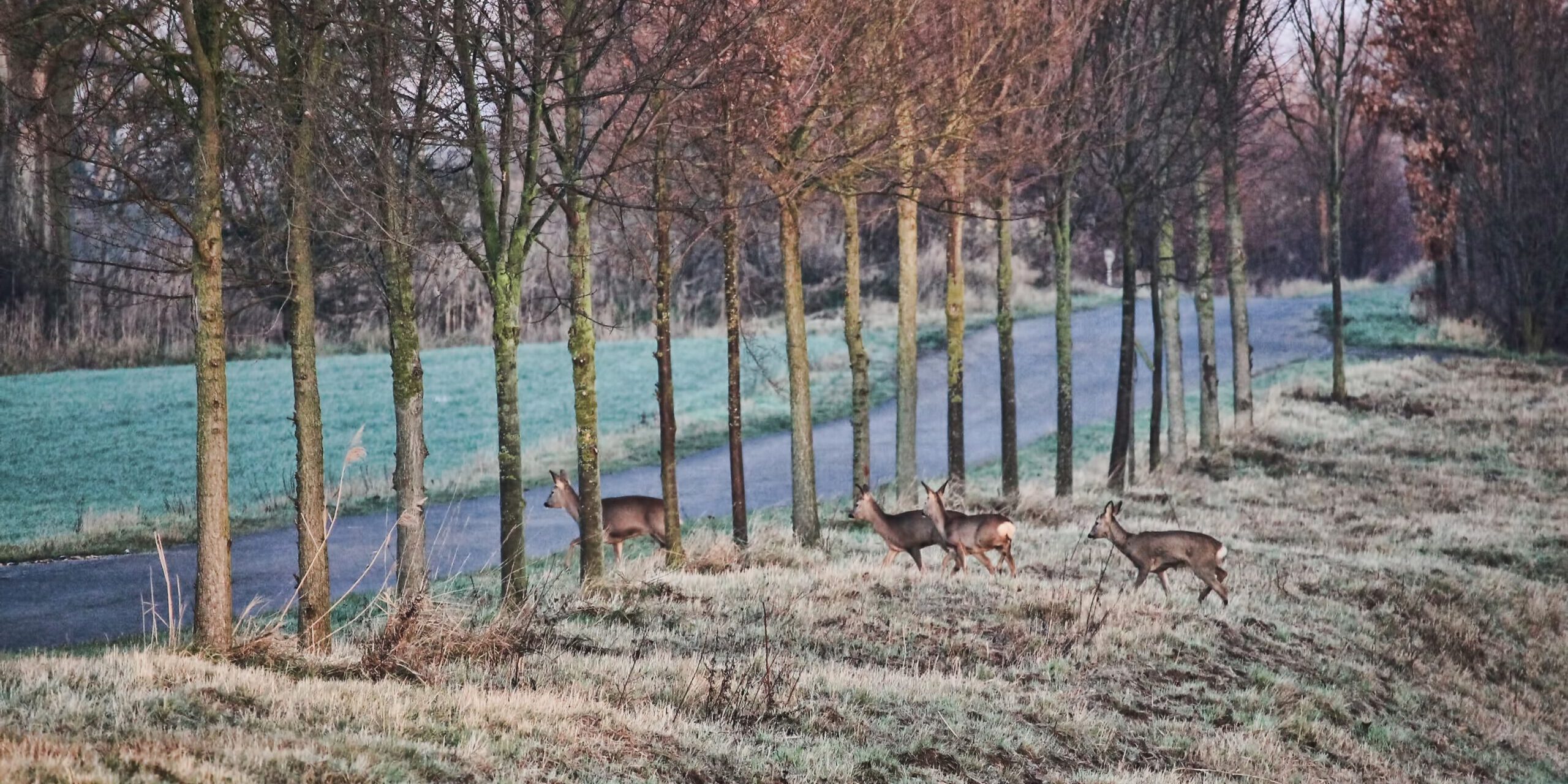 Wild überquert Straße