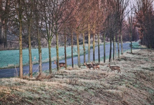 Symbolbild: Pixabay Wild überquert Straße