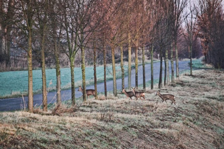 Wild überquert Straße