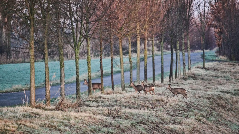 Wild überquert Straße